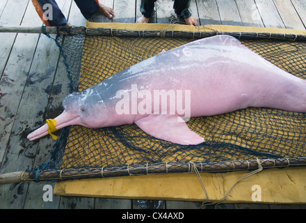 Amazon River Dolphin oder "Boto" (Inia Geoffrensis) erfasst für Forschung, tagging - Mamirauá Reserve, Amazonas, Brasilien Stockfoto