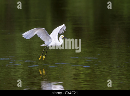 Snowy Silberreiher (Egretta unaufger) tanzen Stockfoto