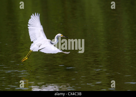 Schneebedeckte Reiher fliegen, Hilton Head Island Stockfoto