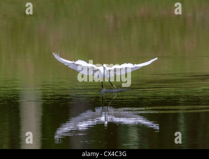 Snowy Silberreiher (Egretta unaufger) tanzen Stockfoto