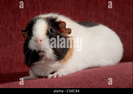 Niedlichen weißen braun orange und schwarze Meerschweinchen in die Kamera schaut. Stockfoto