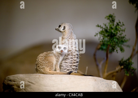 Zwei Erdmännchen im Brookfield Zoo Ausschau nach Gefahr in entgegengesetzte Richtungen. Stockfoto