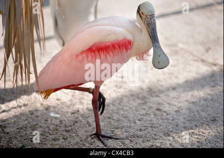 Rosa rosige Löffler (Platalea Ajaja) Vogel auf einem Bein stehen. Stockfoto