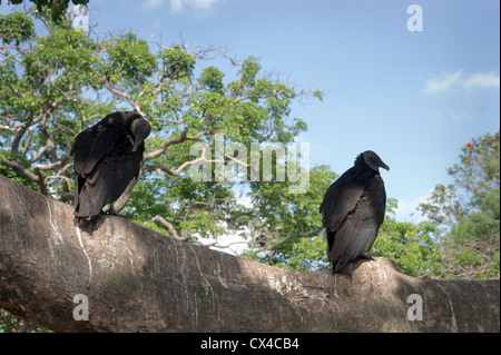 Zwei schwarze Geier thront auf einem Ast mit blauen Himmel und Blätter dahinter. Stockfoto