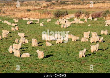 Herde von Angora-Ziegen auf saftigen grünen Weiden Stockfoto