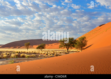 Sossusvlei-Landschaft mit Akazien und roten Sanddünen, Namibia, Südliches Afrika Stockfoto