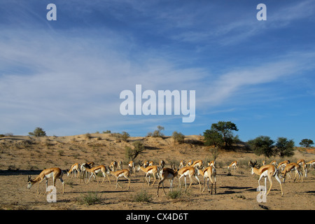 Eine kleine Herde Springböcke Antilopen (Antidorcas Marsupialis) Weiden, Kalahari-Wüste, Südafrika Stockfoto