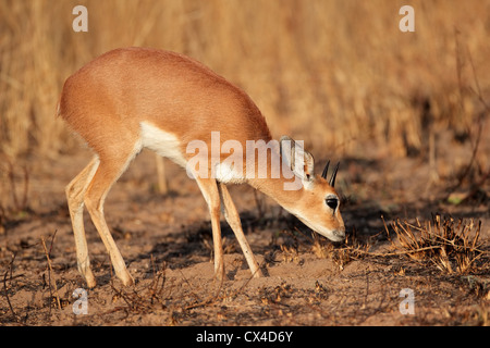 Männliche Steinböckchen Antilope (Raphicerus Campestris), Südafrika Stockfoto