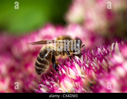 Honigbiene (Apls Mellifera) sammeln Nektar von Sedum (Fetthenne), ein Garten saftiges mit rosa Blüten im Herbst Stockfoto