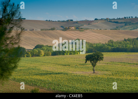 Panorama-Landschaft eine Fase Feld und Baum Italien Stockfoto