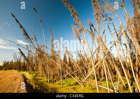 Borealen Wald zerstört durch Waldbrände in der Nähe von Fort McMurray, Alberta, Kanada, das Zentrum der Tar Sands Industrie. Stockfoto