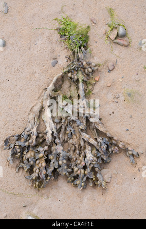 Sand abgedeckt Algen an einem britischen Strand. Stockfoto