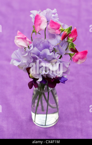 Platterbse man. Sweet Pea Blumen in einer Glasvase lila Hintergrund. Stockfoto