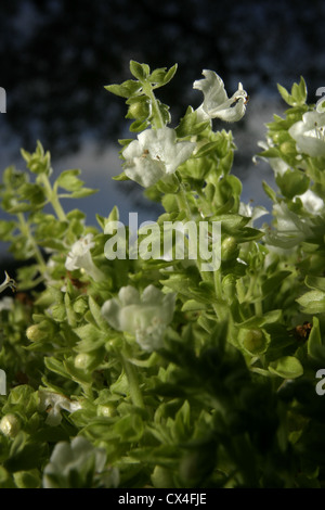 Bild: Steve Race - die kleinen Blättern Basilikum (Ocimum Basilicum) in Blüte, Katalonien, Spanien. Stockfoto