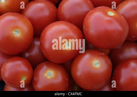 Bild: Steve Race - frisch gepflückten Alicante (Sorte) Tomaten (Lycopersicon Esculentum). Stockfoto