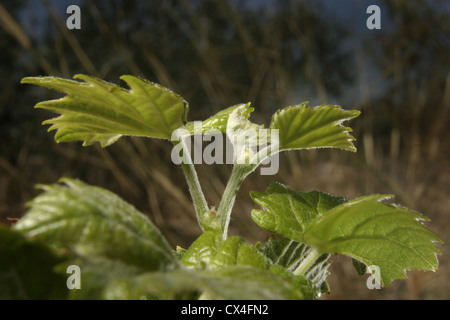 Bild: Steve Race - frische Sprosswachstum auf die Mourvèdre Weinrebe, Katalonien, Spanien. Stockfoto