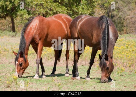 Zwei Bucht Araberpferden knabbert an kurzen Rasen im Sommerweide Stockfoto