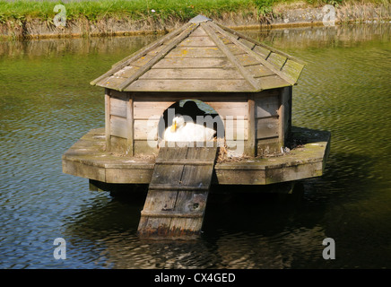 Eine Ente in die Ente Haus am Ententeich in Barrowden, Rutland, England Stockfoto