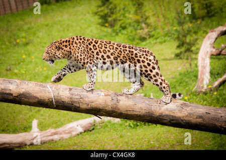 Ein Foto von einem Amur-Leopard zu Fuß entlang einem Baumstamm mit einem grünen Rasen-Hintergrund Stockfoto