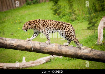 Ein Foto von einem Amur-Leopard zu Fuß entlang einem Baumstamm mit einem grünen Rasen-Hintergrund Stockfoto