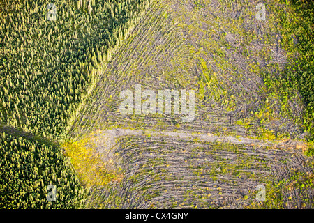 Klar borealen Waldbäume gefällt, um Platz zu machen für ein neues Tar mine nördlich von Fort McMurray, Alberta, Kanada Sands Stockfoto