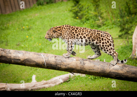 Ein Foto von einem Amur-Leopard zu Fuß entlang einem Baumstamm mit einem grünen Rasen-Hintergrund Stockfoto