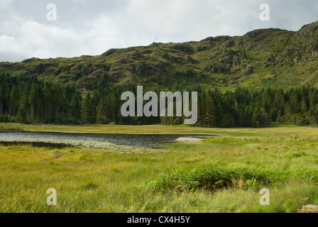 Harrop Tarn in der Nähe von Thirlmere in den Lake District, England, UK Stockfoto