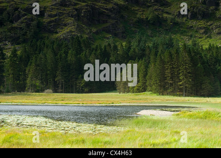 Harrop Tarn in der Nähe von Thirlmere in den Lake District, England, UK Stockfoto