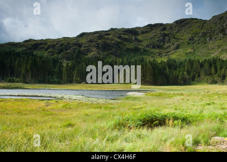 Harrop Tarn in der Nähe von Thirlmere in den Lake District, England, UK Stockfoto