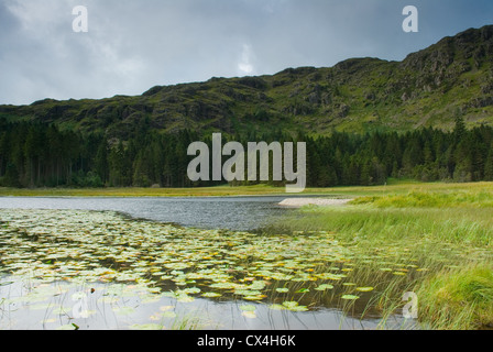 Harrop Tarn in der Nähe von Thirlmere in den Lake District, England, UK Stockfoto