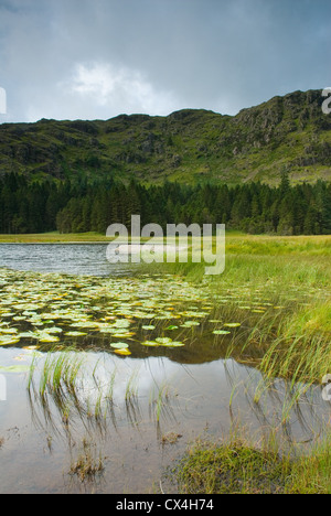 Harrop Tarn in der Nähe von Thirlmere in den Lake District, England, UK Stockfoto