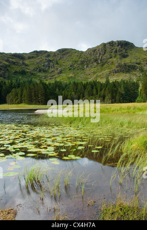 Harrop Tarn in der Nähe von Thirlmere in den Lake District, England, UK Stockfoto