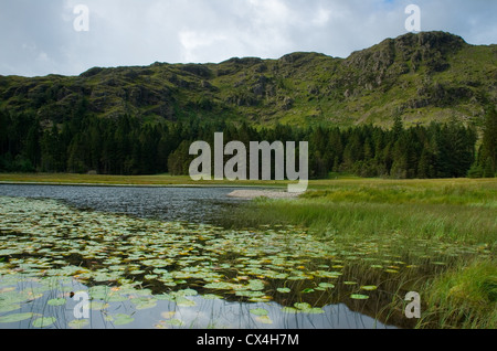 Harrop Tarn in der Nähe von Thirlmere in den Lake District, England, UK Stockfoto