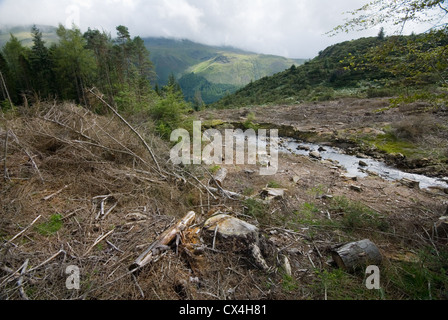 Forstwirtschaft in der Nähe von Harrop Tarn, Lake District, England, UK Stockfoto