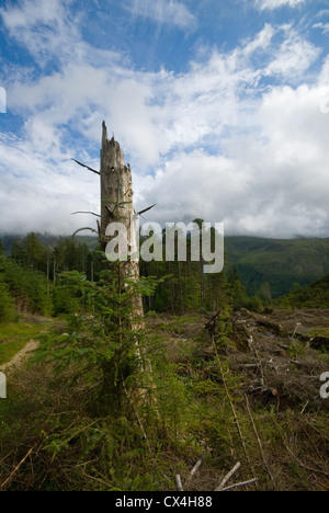 Forstwirtschaft in der Nähe von Harrop Tarn, Lake District, England, UK Stockfoto