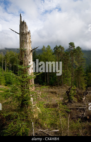 Forstwirtschaft in der Nähe von Harrop Tarn, Lake District, England, UK Stockfoto