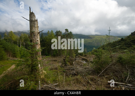 Forstwirtschaft in der Nähe von Harrop Tarn, Lake District, England, UK Stockfoto