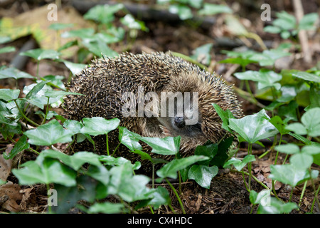 Europäische Igel zusammengerollt im Wald Stockfoto