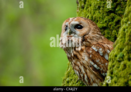 Waldkauz (Strix Aluco) thront, Pensford, Bad & North East Somerset, Vereinigtes Königreich, Europa, kontrollierten Bedingungen. Stockfoto