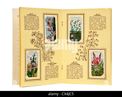 Vintage "Wildblumen" Ty-Phoo Tee Ltd Bildkarte Album Stockfoto