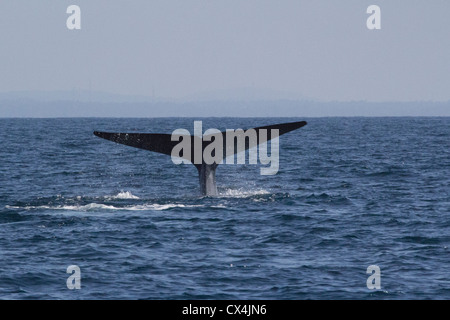 Das Ende der einen Blauwal Balaenoptera Musculus, als es taucht aus dem Süden von Sri Lanka Stockfoto