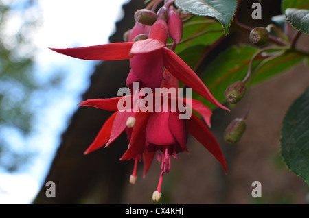 Rote Blume in Peru Stockfoto