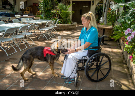 Ein geschultes Service-Hund Ruft eine abgelegte Handy für seinen behinderten Besitzer in Orange, Kalifornien. Stockfoto