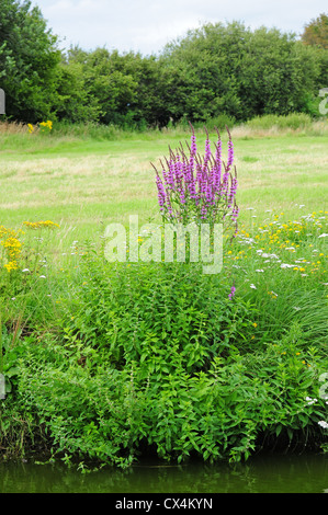 Blutweiderich Lythrum Salicaria wächst am Ufer von Chichester Ship Canal. Stockfoto