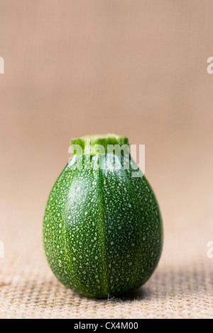 Cucurbita Pepo. Mini Ball Zucchini vor dem Hessischen Hintergrund. Stockfoto