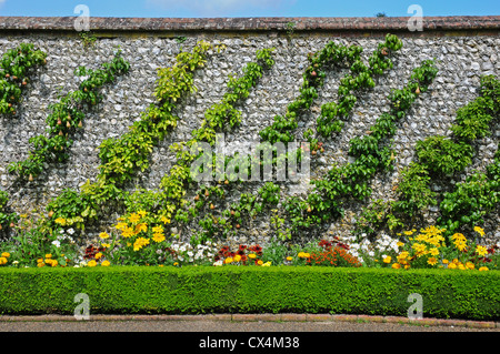 Cordon ausgebildet Birnenbäume gegen eine Wand Feuerstein. Stockfoto