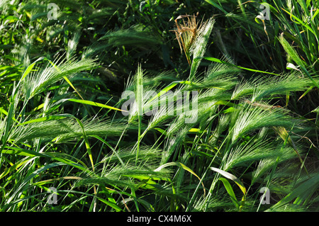 Wand Gerste Hordeum Murinum wächst am Rand der Landstraße. Stockfoto