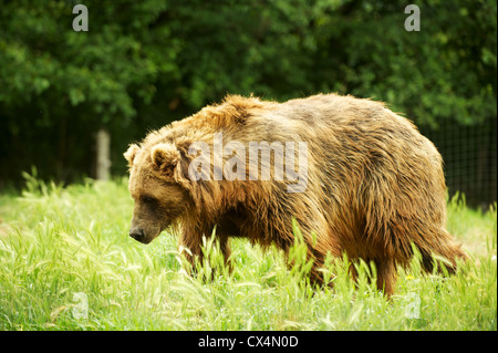 Kodiak Grizzly Bear. Die Olympischen Spiel Farm. Sequiem, Olympic Peninsula, Washington State, USA Stockfoto