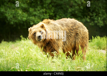 Kodiak Grizzly Bear. Die Olympischen Spiel Farm. Sequiem, Olympic Peninsula, Washington State, USA Stockfoto