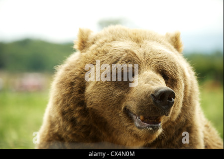 Kodiak Grizzly Bear. Die Olympischen Spiel Farm. Sequiem, Olympic Peninsula, Washington State, USA Stockfoto